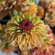 72 Cell Tray Zinnia Queeny Formula Mix- Warm Season Cheap