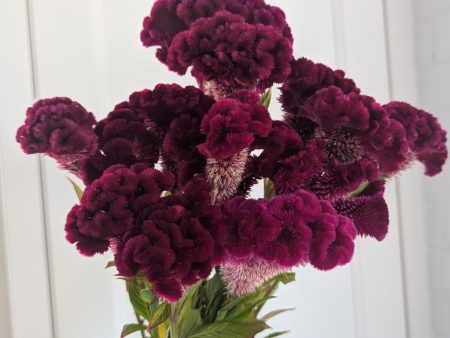 Celosia - Cramer s Burgundy For Sale