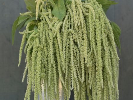 Amaranthus - Emerald Tassels Discount