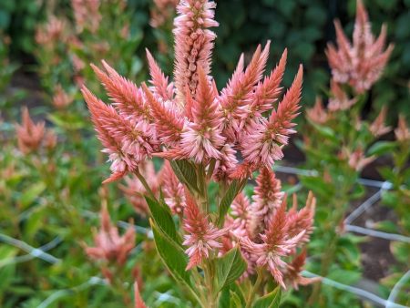 Celosia - Celway Terracotta Online now