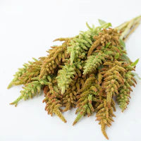 Amaranthus - Autumn Touch on Sale