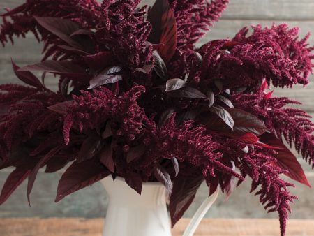 Amaranthus - Red Spike Online Hot Sale