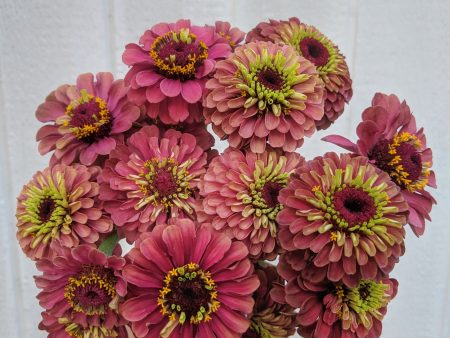 Zinnia - Queen Series on Sale