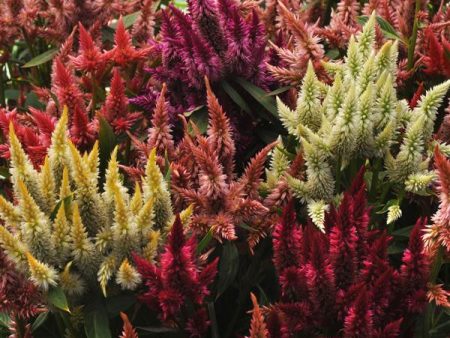 72 Cell Tray Celosia Celway Mix- Warm Season Online Sale