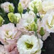 Lisianthus Celeb 1 Aurora Pink For Discount