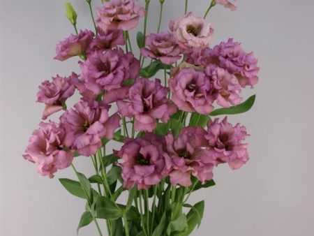 Lisianthus Celeb 2 Wine Cheap