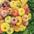 72 Cell Tray Zinnia Queeny Formula Mix- Warm Season Cheap