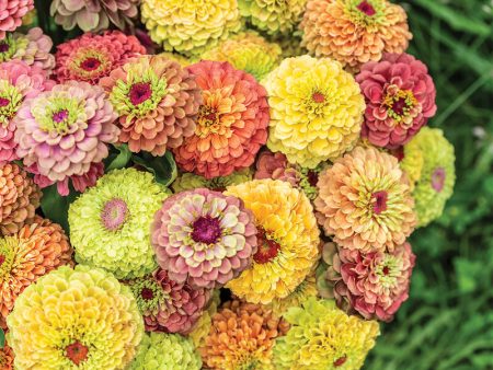 72 Cell Tray Zinnia Queeny Formula Mix- Warm Season Cheap