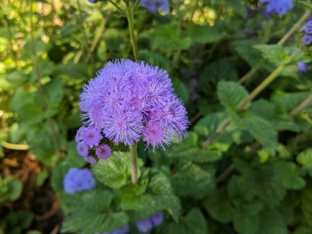 Ageratum - Blue Horizon on Sale