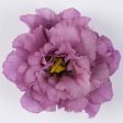 Lisianthus Celeb 2 Grape Sale