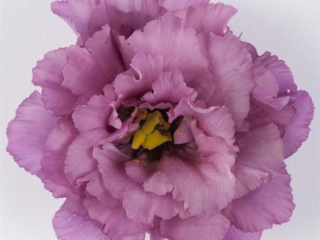 Lisianthus Celeb 2 Grape Sale