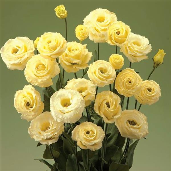 Lisianthus Corelli Sugoi 3 Yellow Cheap