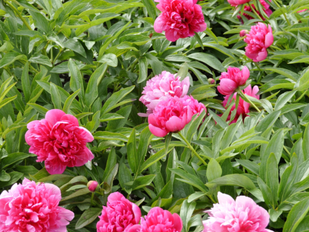 Seasonal Floral Experience: Peonies 2024 Online Hot Sale