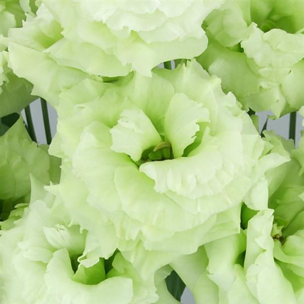 Lisianthus Celeb 2 Mint Green Supply