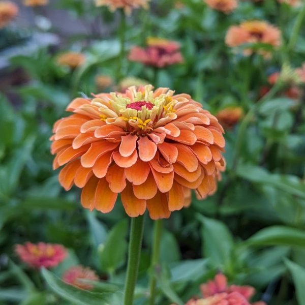 72 Cell Tray Zinnia Queeny Formula Mix- Warm Season Cheap