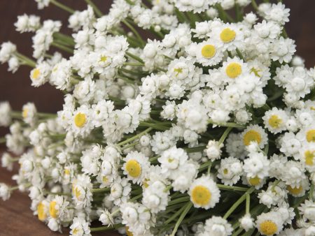 Ammobium Winged Everlasting Hot on Sale