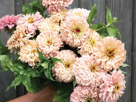 Zinnia - Ballerina Hot on Sale