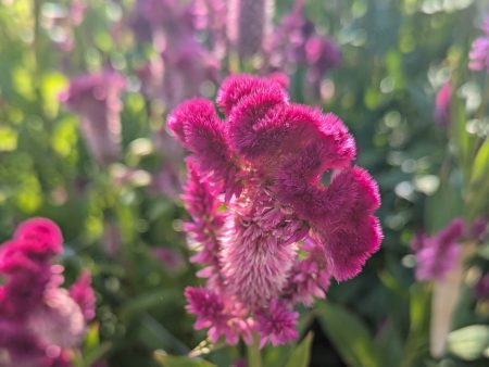 Celosia - Cramer s Rose Online Hot Sale