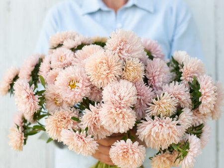 Aster - King Size Apricot For Cheap