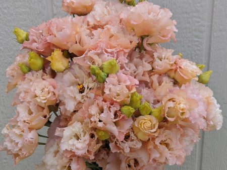 72 Cell Tray Lisianthus Voyage Apricot- Cool Season For Cheap