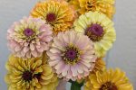 72 Cell Tray Zinnia Queeny Formula Mix- Warm Season Cheap