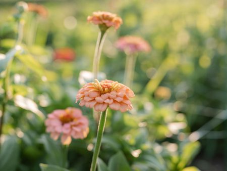 Zinnia - Oklahoma Salmon Fashion