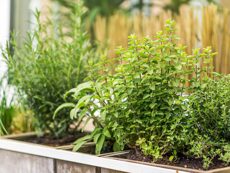 Container Herb Garden Workshop: November 2023 Sale