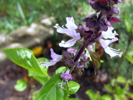 Basil - Cinnamon Basil For Sale