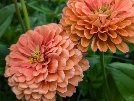 72 Cell Tray Zinnia Benary s Giant Salmon Rose- Warm Season Supply