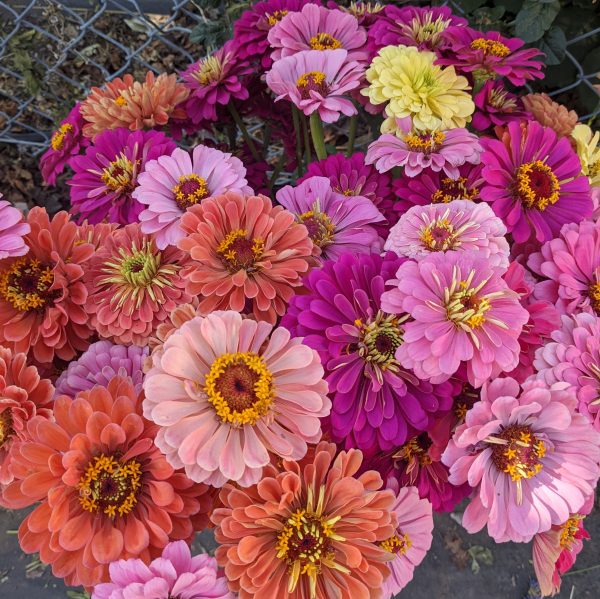 72 Cell Tray Zinnia Benary s Giant Mix- Warm Season Online now