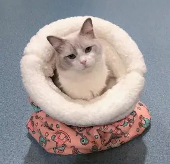 Cat Plush Mattress For Cheap