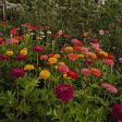 72 Cell Tray Zinnia Benary s Giant Mix- Warm Season Online now