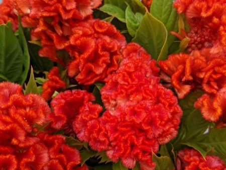 Celosia - Chief Persimmon For Discount