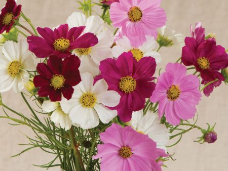 72 Cell Tray Cosmos Versailles Mix- Warm Season Cheap