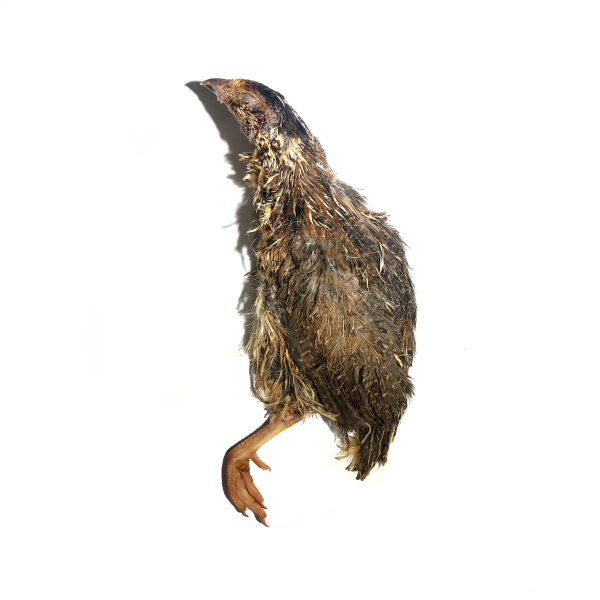 Savage Cat Raw Whole Quail 2pk For Sale