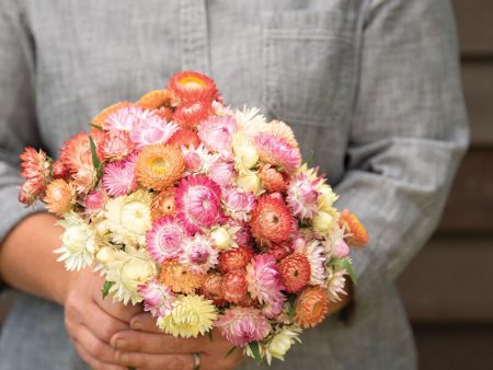 72 Cell Tray Strawflower Seashells Mix- Cool Season Hot on Sale