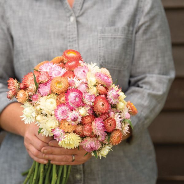 72 Cell Tray Strawflower Seashells Mix- Cool Season Hot on Sale