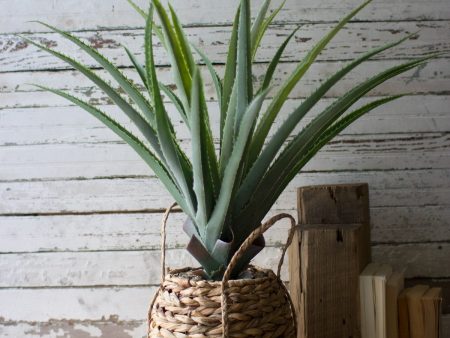 Artificial Aloe  In A Woven Pot Discount