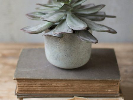 7  Succulent With Cement Pot For Sale