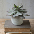 7  Succulent With Cement Pot For Sale