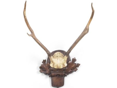 Sm Deer Antlers Cheap